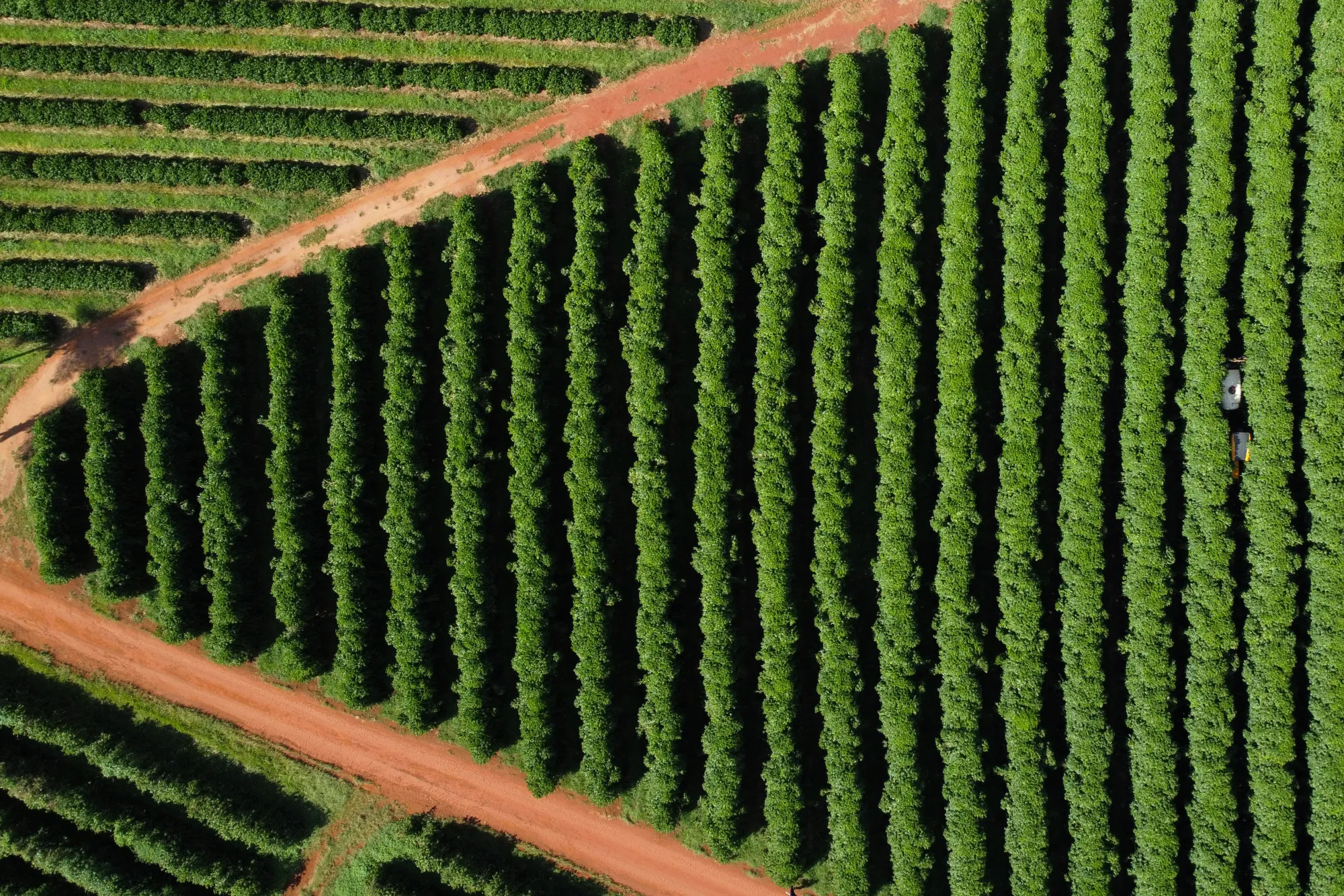 Amazonian robusta coffee origin in Rondônia, Brazil