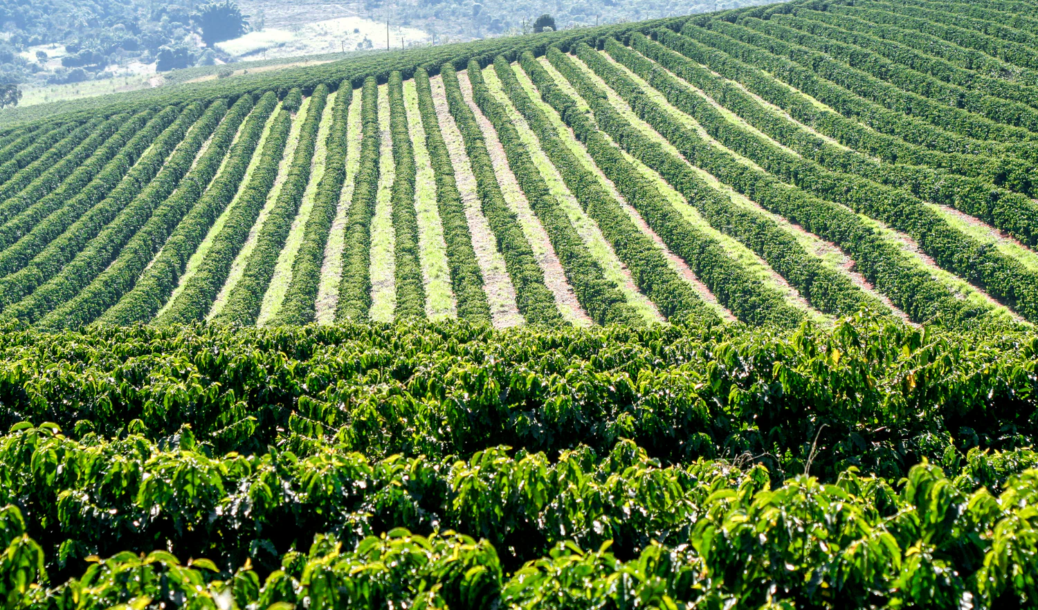 Green coffee export and shipment